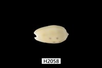 藏品(棋盤榧螺)的圖片